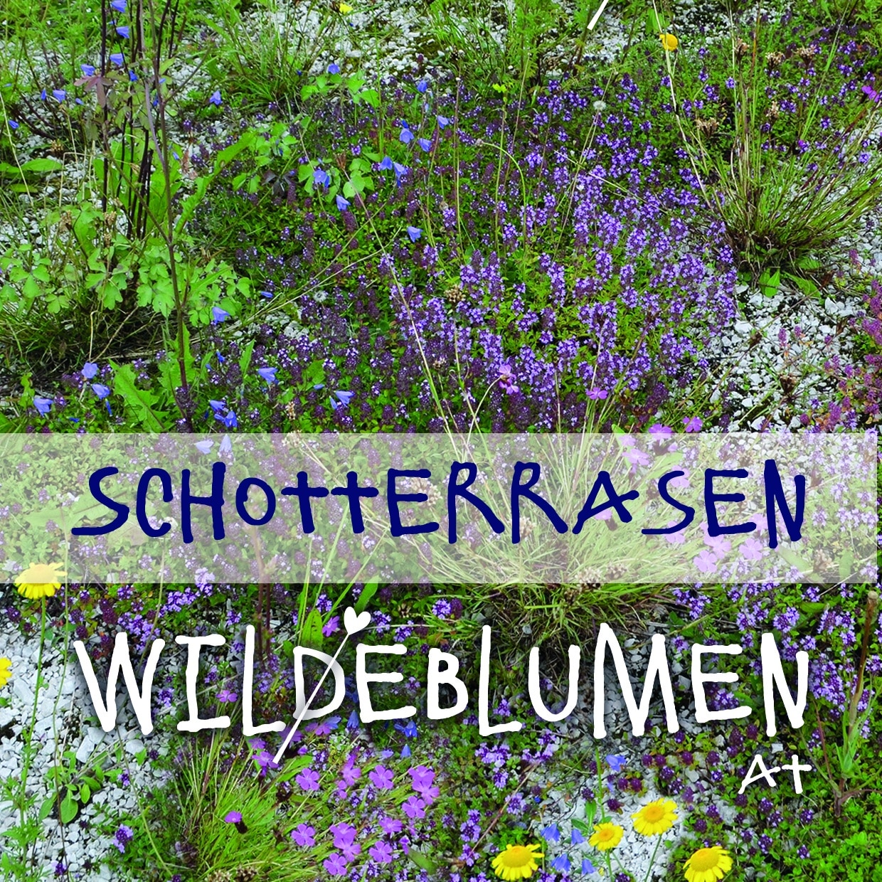 Saatgutmischung "Schotterrasen"