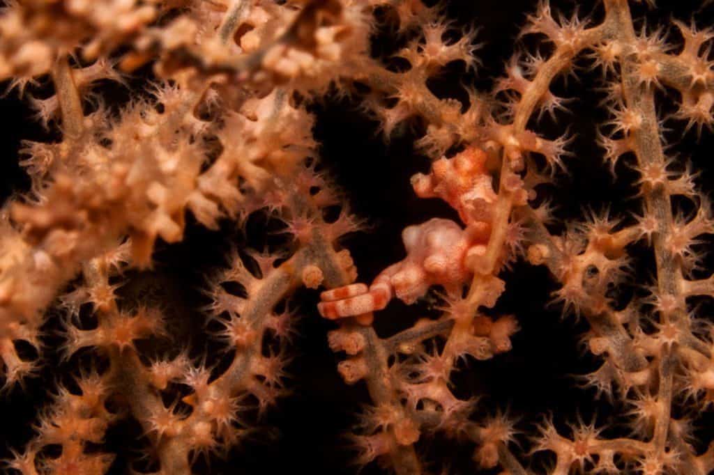 nurkowanie na filipinach