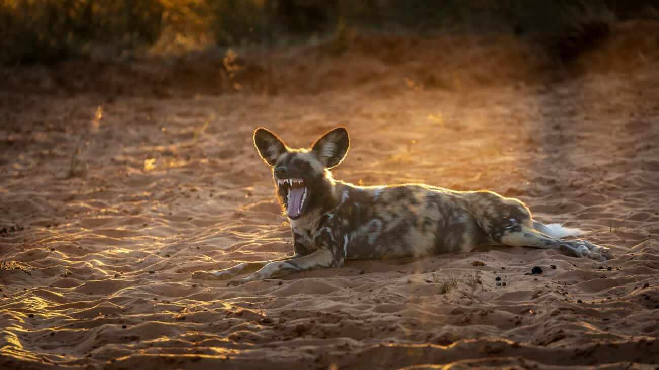 African Wild Dog Yawn - Power in the Bite African wild dog yawning in the golden light, showcasing its powerful teeth.