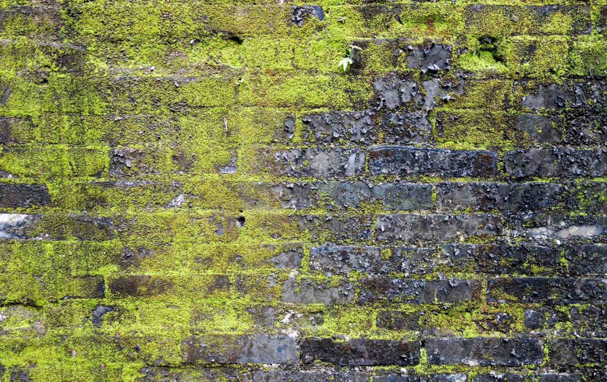 Mossy-Brick-Wall