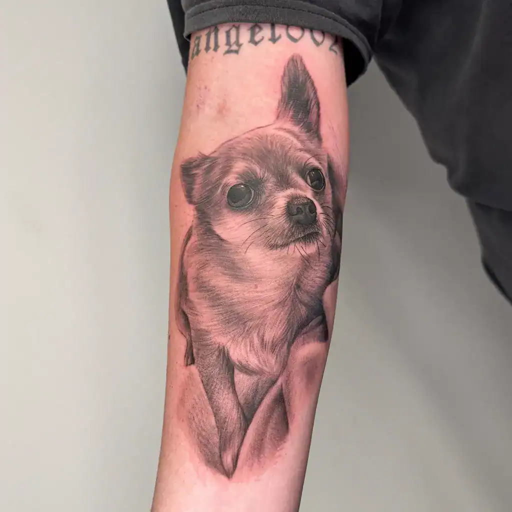 Surface Tattoo Studio München Tattoo München | Surface Tattoo Studio Realistisches Chihuahua Hund Tattoo - München