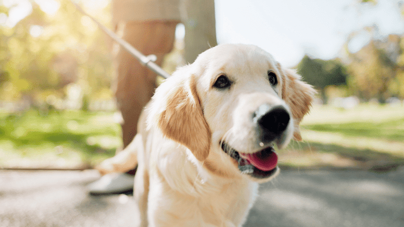 In-home puppy training image