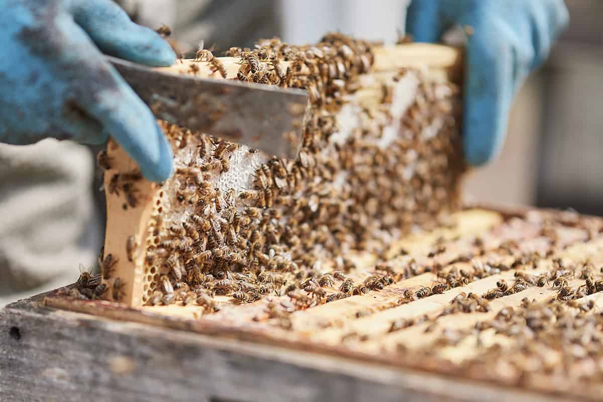 Naturprojekt: Bienenvölker bei Ursa-Chemie