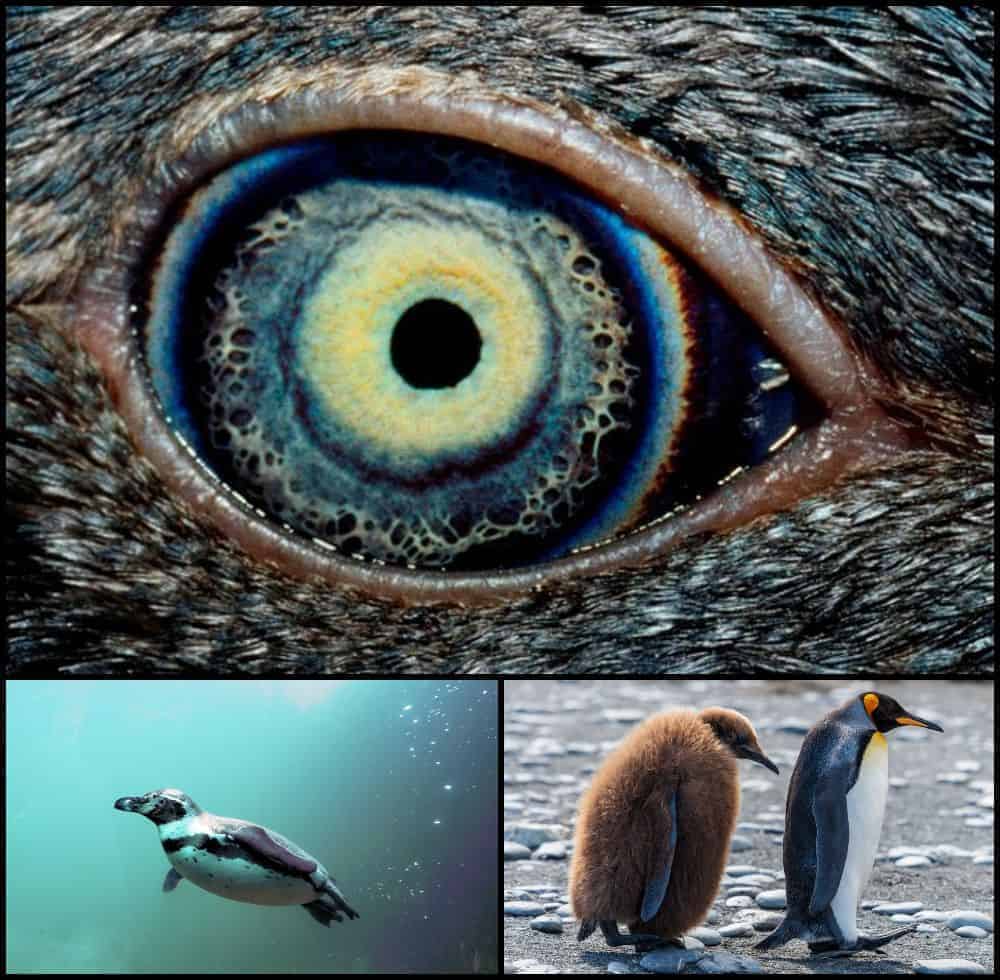 ochi de pinguin gokid