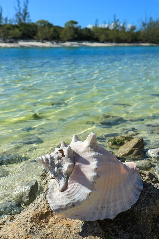 Ein Schneckenhaus der Conch am Strand auf Cat Island