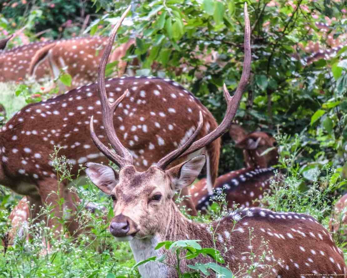 Deer
