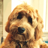 Ralph, a puppy from edina, after training with go anywhere dog