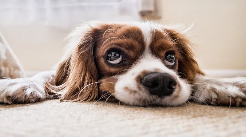 Gifts for dog lovers - brown and White Cocker Spaniel