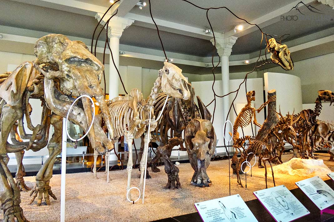 Mehrere Dinosaurier-Skelette im American Museum of Natural History in New York