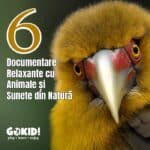 6 Documentare Relaxante cu Animale și Sunete din Natură pentru Îmbunătățirea Stării de Bine documentare relaxante cu animale si sunete din natura gokid