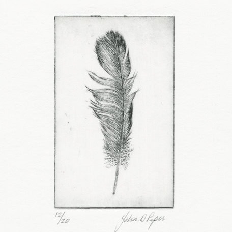 C3149 Wood Pigeon 12/20 – John Douglas Piper