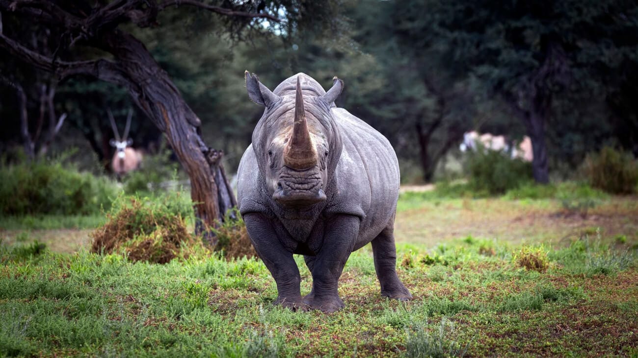 kalahari-white-rhino-bull-portrait Close-up of a white rhino bull facing the camera, Kalahari Desert