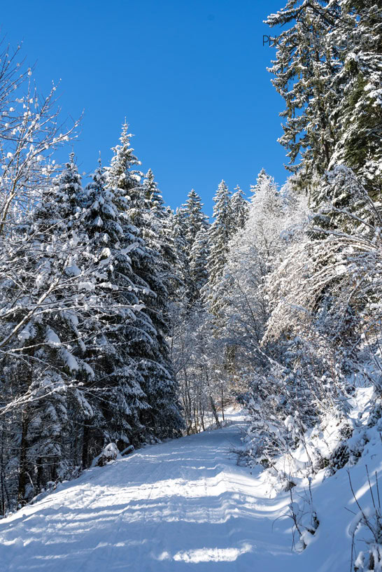 Verschneiter Wanderweg