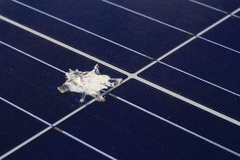 Vogelkot auf Photovoltaik-Anlage