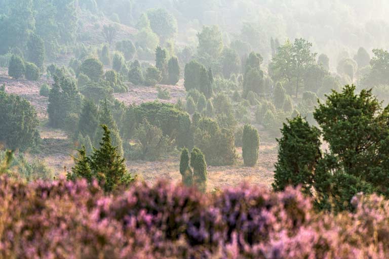 startseite-niedersachsen-schoene-orte Nebelstimmung in der Lüneburger Heide
