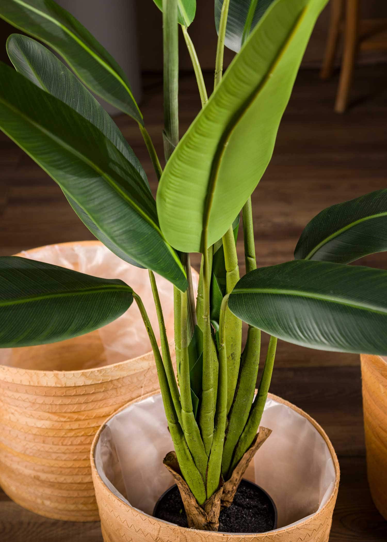 pianta-sterlizia-artificiale-piccola-foglie