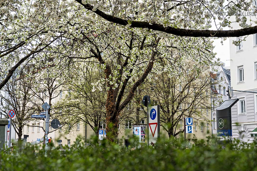 Weiß blühende Kirschbäume am Kolumbusplatz, München