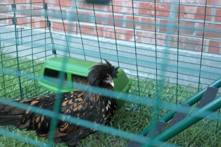 Meet the Girls in their Eglu Go UP Chicken Coop Meet the Girls in their Eglu Go UP Chicken Coop