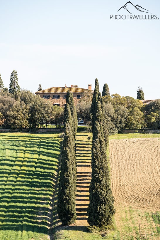 Die Zypressen-Allee vom Landgut Genna Borborini Maria Eva im Val D'Orcia