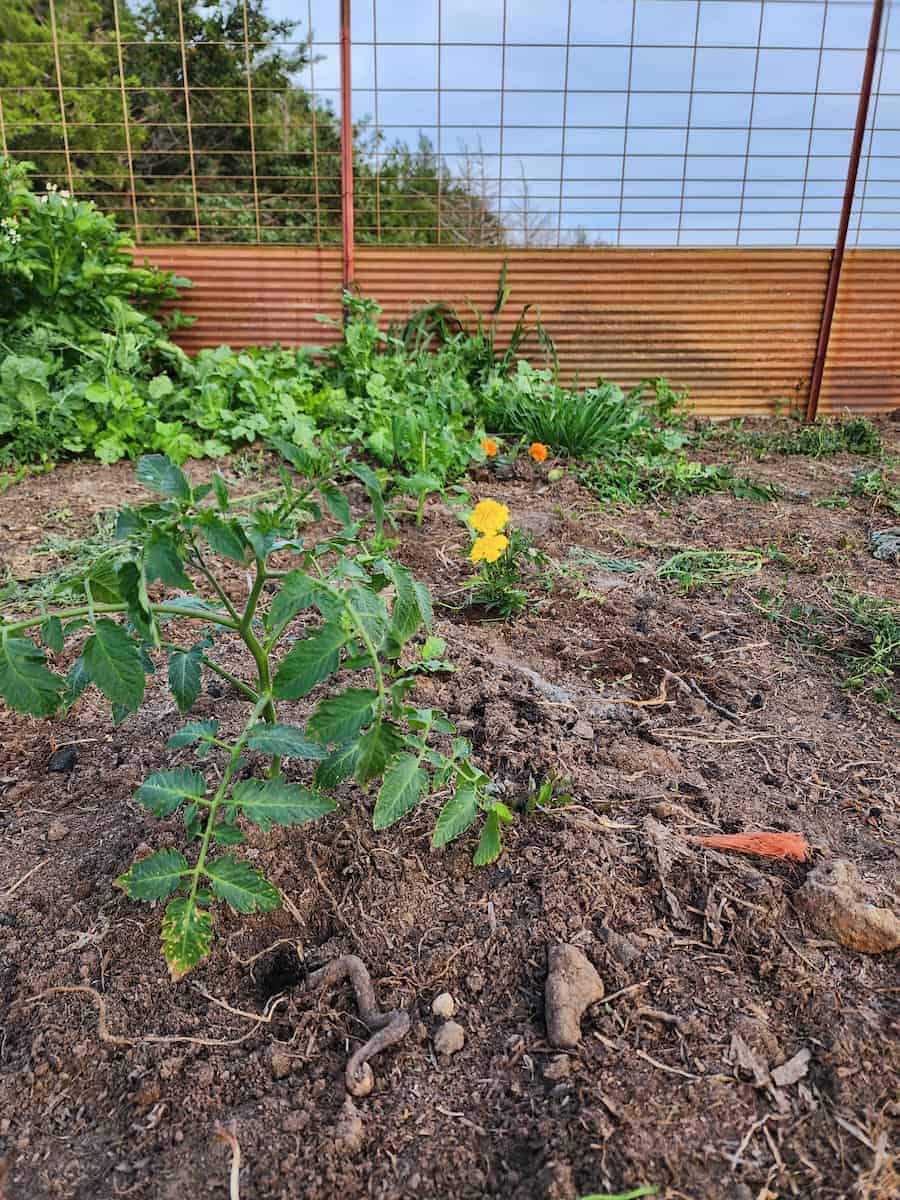 A young tomato plant grows in a garden bed with brown soil. Nearby, some of the best companion plants for tomatoes, like yellow flowers and green plants, thrive alongside it. Scattered stones and twigs cover the ground near a wire and metal fence.