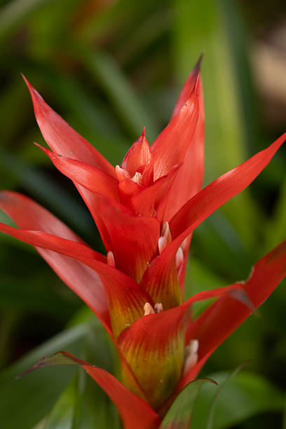 As 7 Flores Mais Lindas Para Decorar Sua Sala e Cozinha