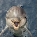 locuri-de-vizitat-in-valencia-oceanografic-1-2 locuri-de-vizitat-in-valencia-oceanografic-1-2