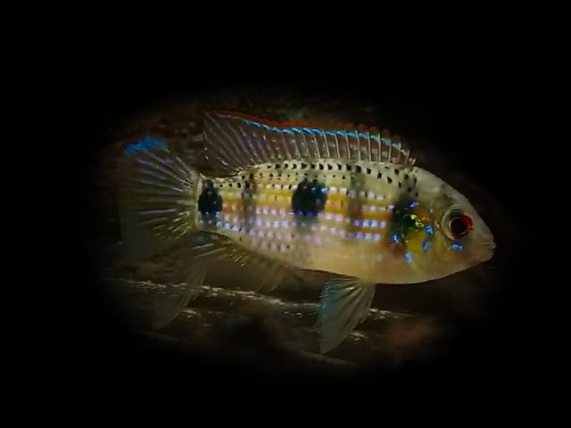 Afrikanischer Schmetterlingsbuntbarsch