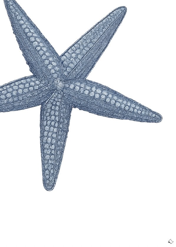 Seestern Bild in Blau als gratis Wandbild zum Ausdrucken