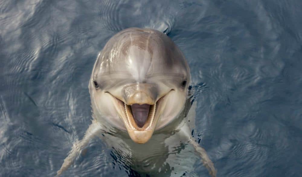 locuri de vizitat in Valencia oceanografic valencia locuri de vizitat in Valencia oceanografic valencia