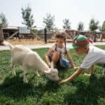 Ferma Animalelor. Destinatie Kid-friendly lângă Bucureşti, în Oraşul Pantelimon