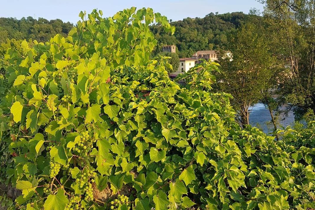Weinreben in Borghetto