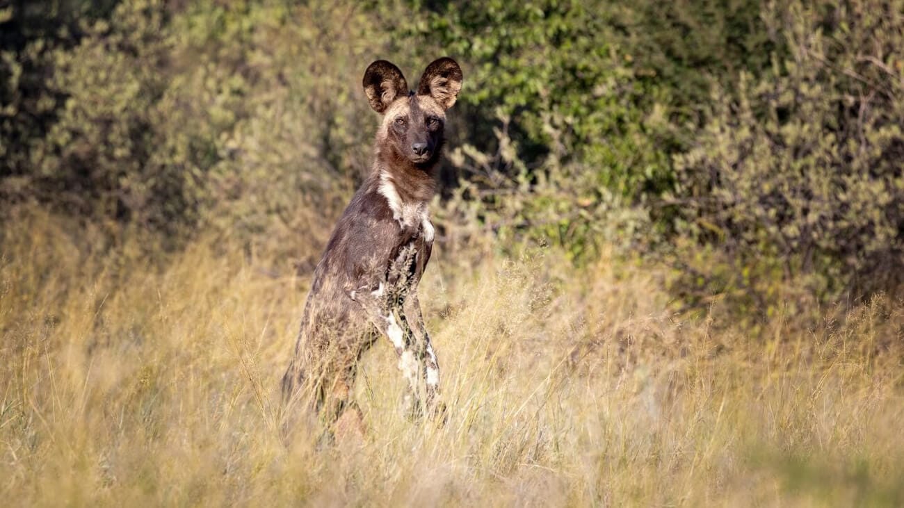 kalahari-african-wild-dog-standing-alert African wild dog standing alert on hind legs, Kalahari