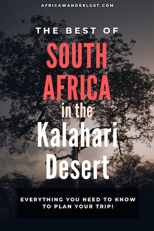 If you are visiting South Africa, you may want to go to the Kalahari. We cover interesting facts, the best national parks, and tourist attractions, accommodation/the best place to stay, animals and plants you expect to see and more. #african #africansafari #africasafari #southafrica #namibia #botswana #southernafrica #desert #sanddunes #africatravel #africadestinations #traveltips #travelideas #traveldestinations #oceanicdestinations #bucketlist #adventuretravel #travelguide #travelhacks