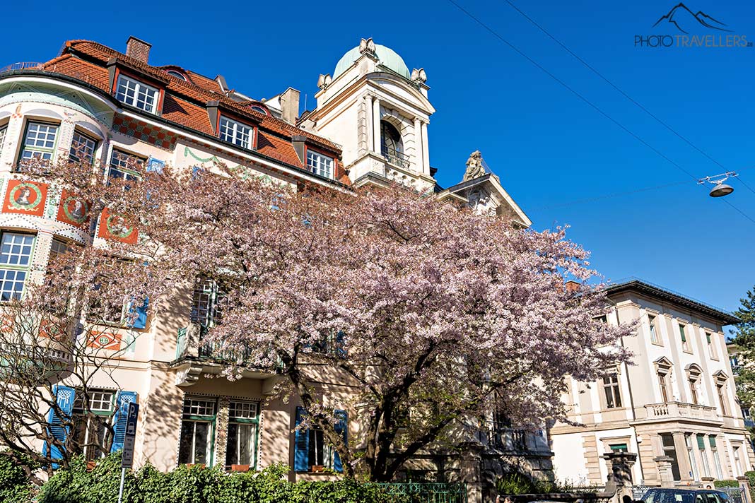 Georgenstraße mit dem Palais Bissing mit Kirschblüten, München