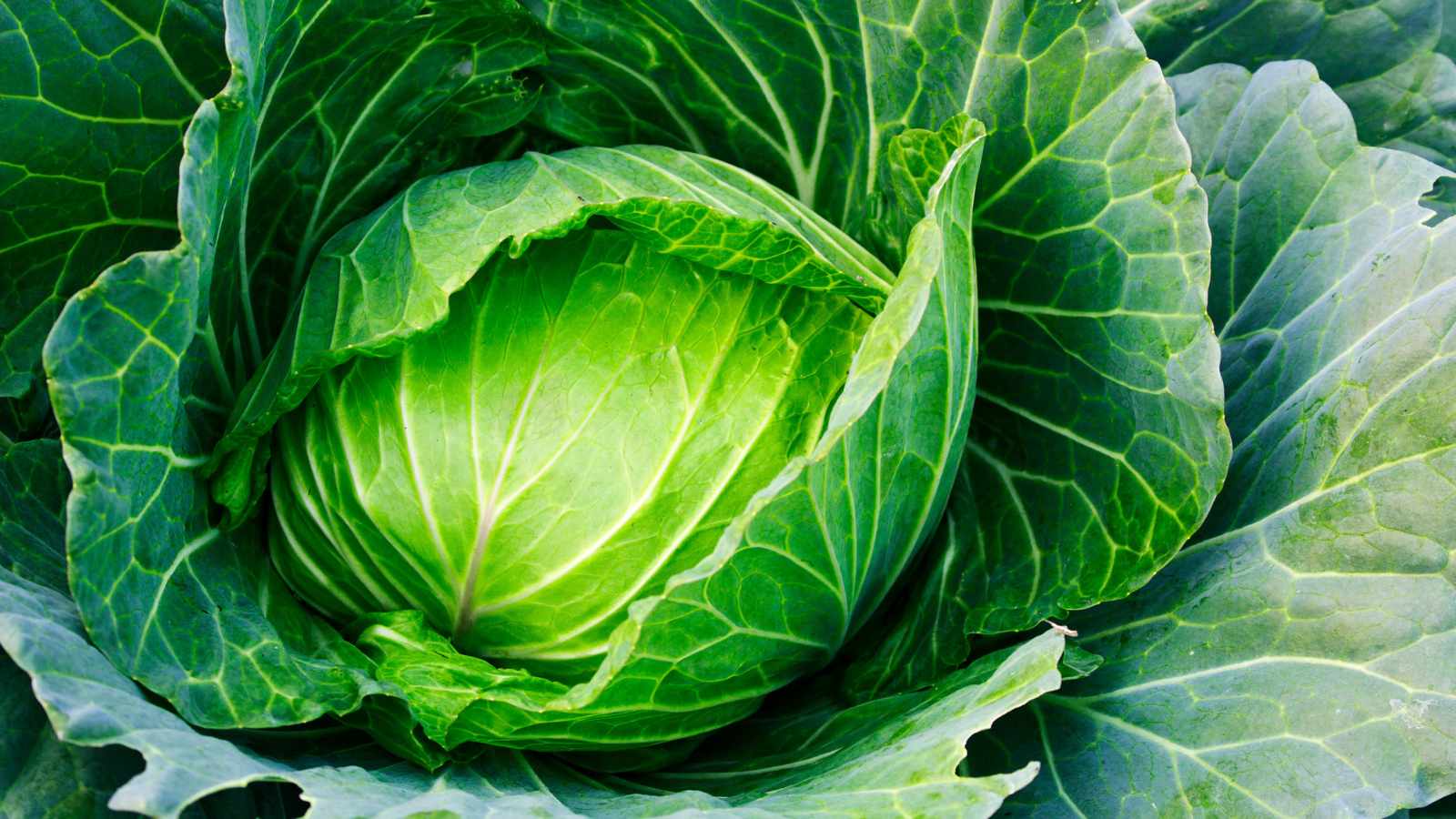 cabbage