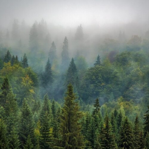 Klimaschutz mit Waldprojekten