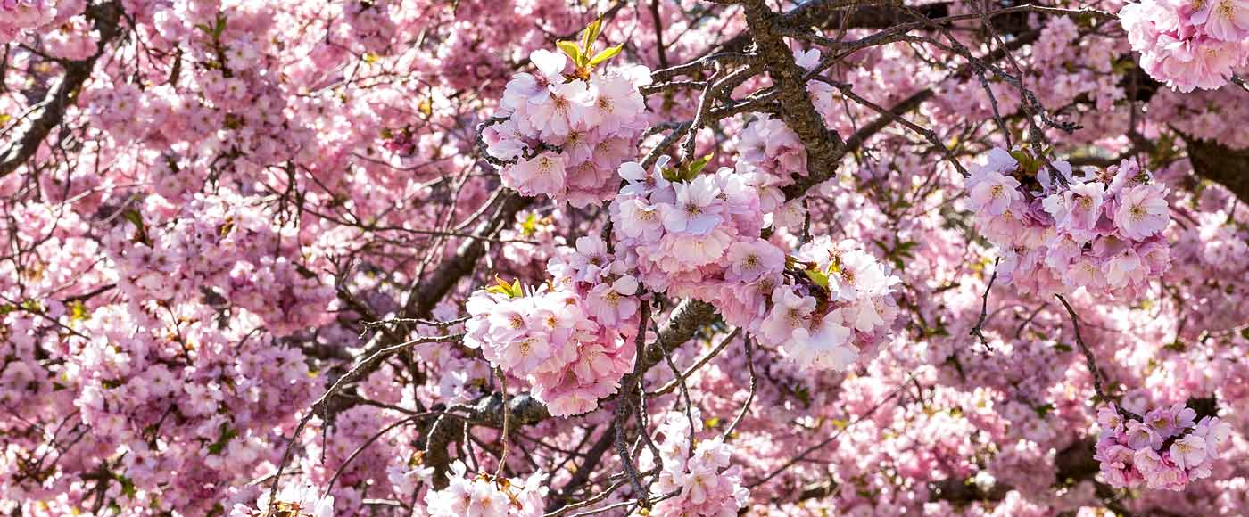 Rosa Kirschblüten in München