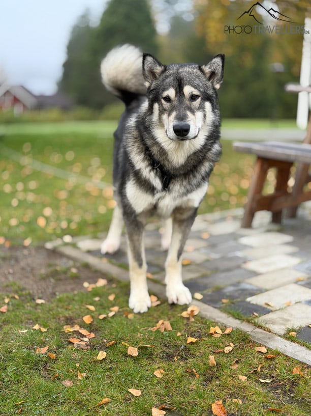 Ein Hund, fotografiert mit der Porträt-Funktion vom iPhone 17 Pro