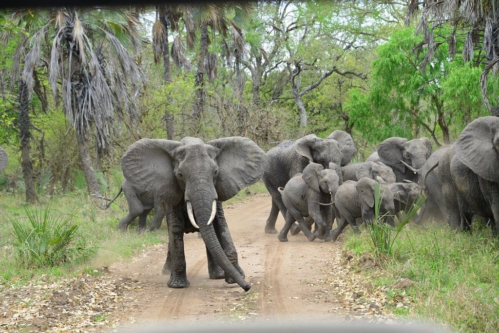 Montebelo Gorongosa Lodge & Safari
