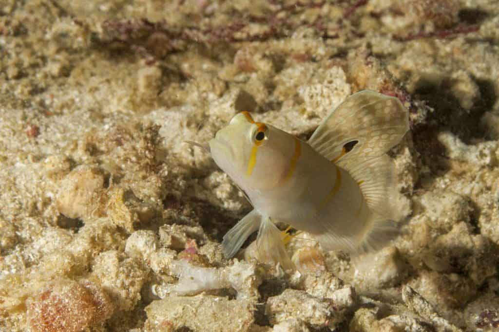 nurkowanie na filipinach