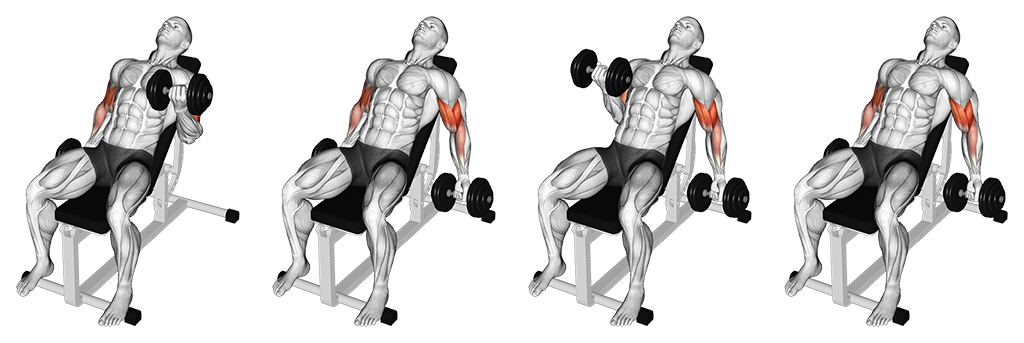 Incline Dumbbell Curl