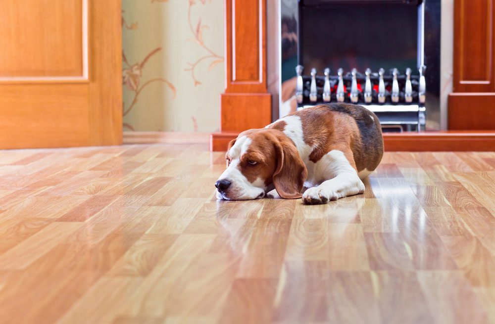Hund auf Parkett