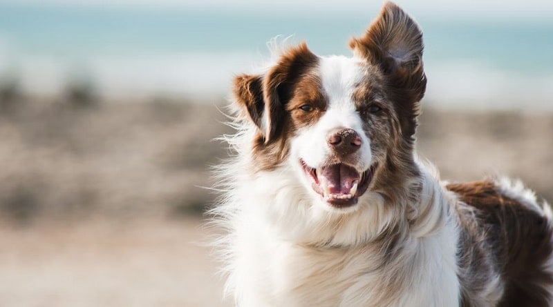 White and Brown Australian Shephard