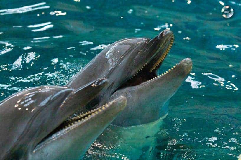 unde iesim cu copilul constanta delfinariu delfini