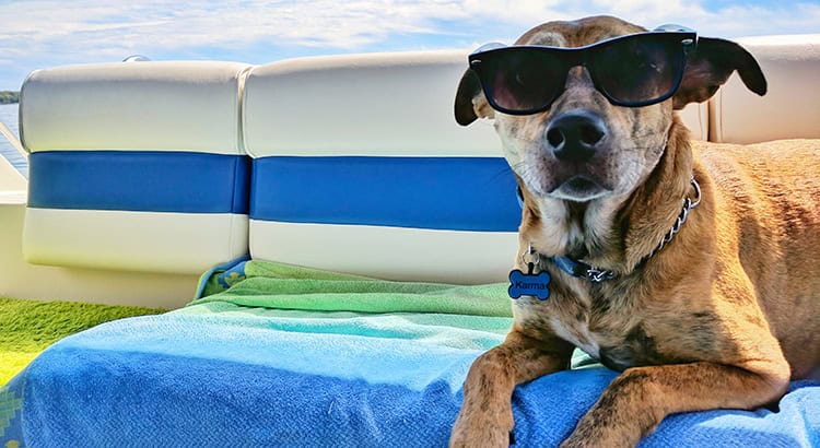 Fliegen mit Hund Reisekompass