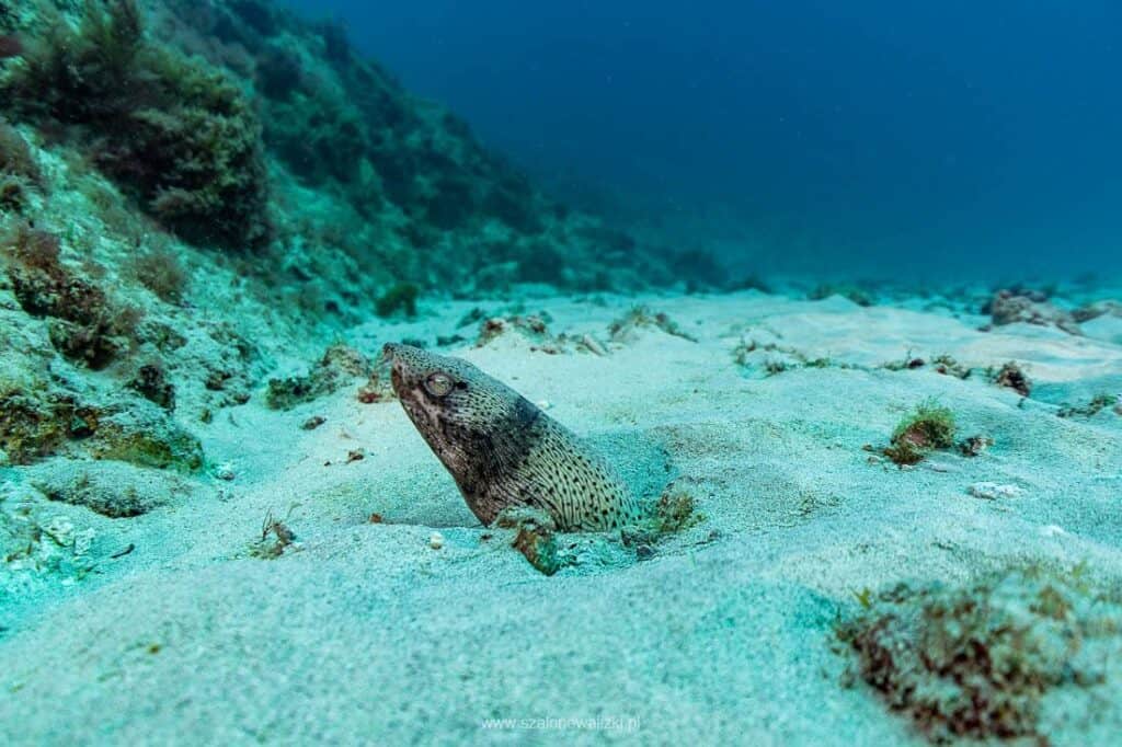 nurkowanie cabo verde
