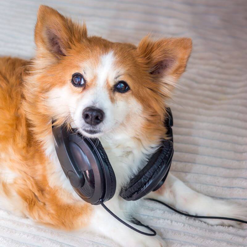 Silvester ohne Panik Audiokurs