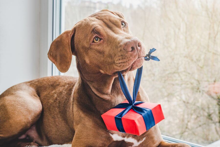 Wertgutscheine für Hundedienstleistungen von Dogoroo