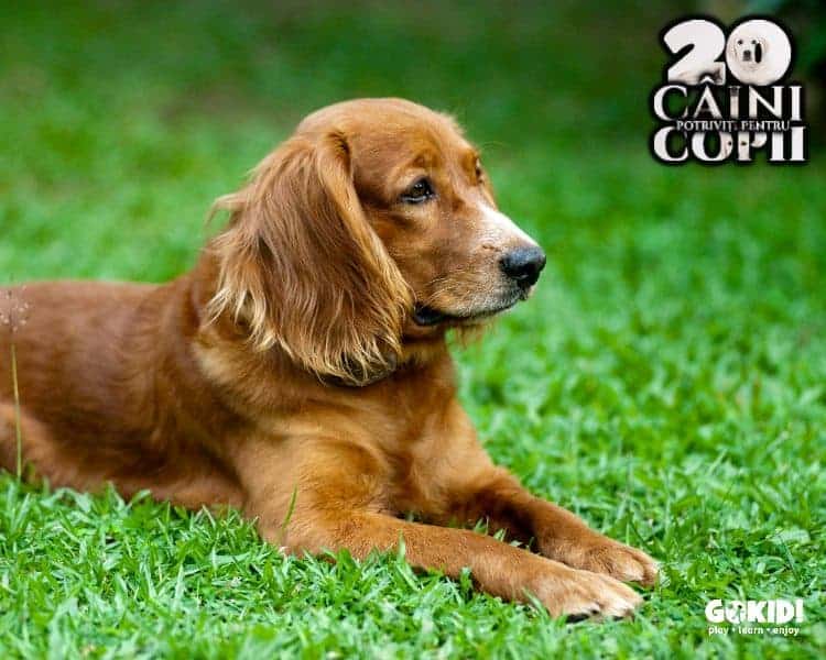 Cocker spaniel caini pentru familii cu copii