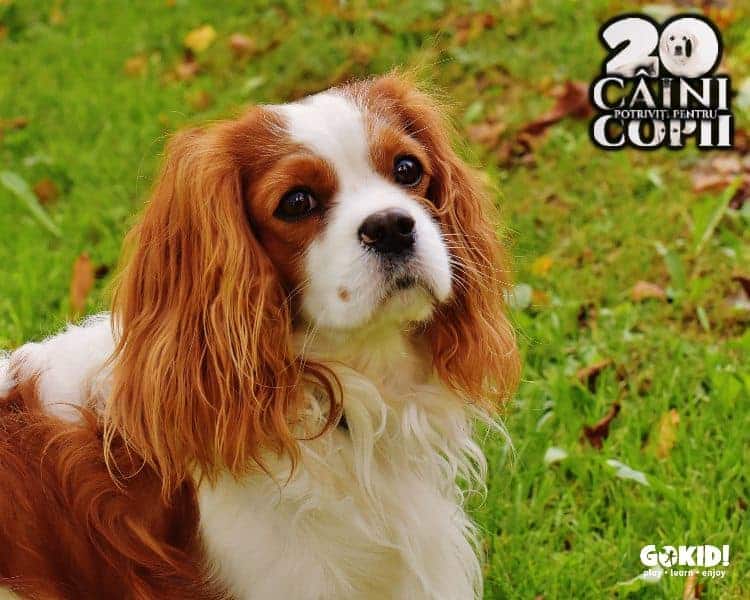 Cavalier King Charles caini pentru familii cu copii